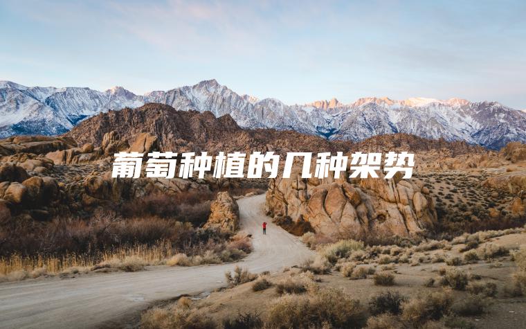 葡萄種植的幾種架勢(shì)